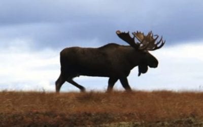 Alaskan Trophy Moose Falls to a .30-30 Winchester