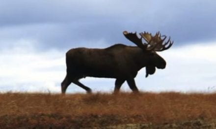 Alaskan Trophy Moose Falls to a .30-30 Winchester