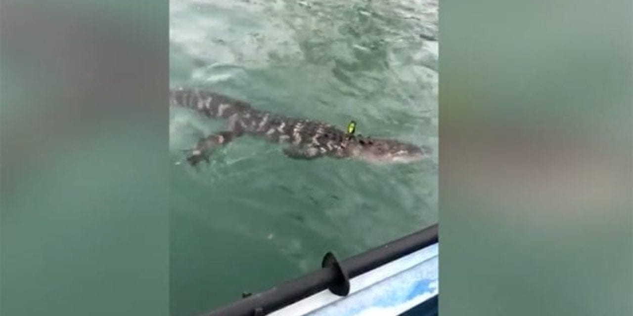 Alligator in Lake Michigan Found By Kayaker