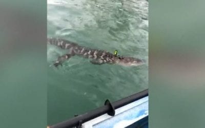 Alligator in Lake Michigan Found By Kayaker