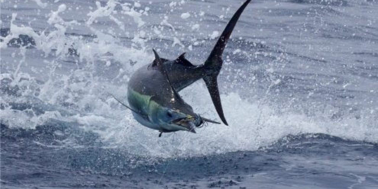 Billfish Conservation Act Implemented