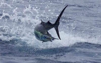 Billfish Conservation Act Implemented