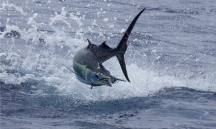 Billfish Conservation Act Implemented