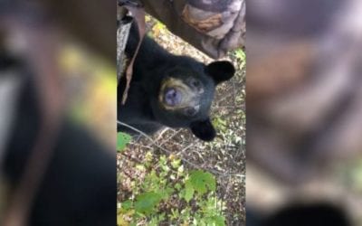 Black Bear Joins Whitetail Deer Hunter in the Tree