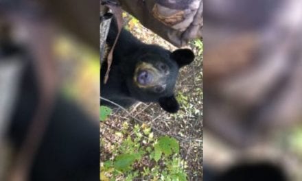 Black Bear Joins Whitetail Deer Hunter in the Tree