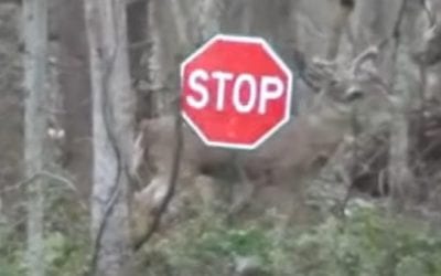 Can Anything Top This Robo-Buck Prank?