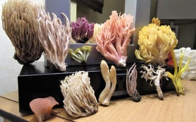 Finding And Understanding Wild Mushrooms In Every Season