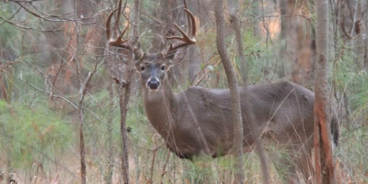 Deer Hunting Allowed Near Philadelphia International Airport