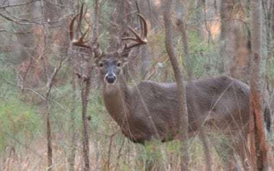 Deer Hunting Allowed Near Philadelphia International Airport