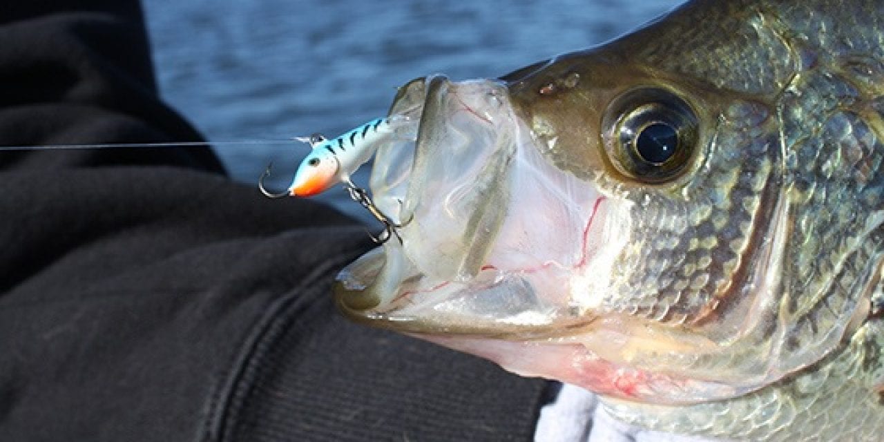 Drop Jigging Raps On Fall Panfish