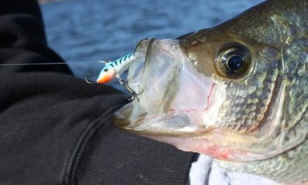 Drop Jigging Raps On Fall Panfish