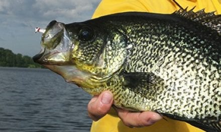 Fall Peak Crappies