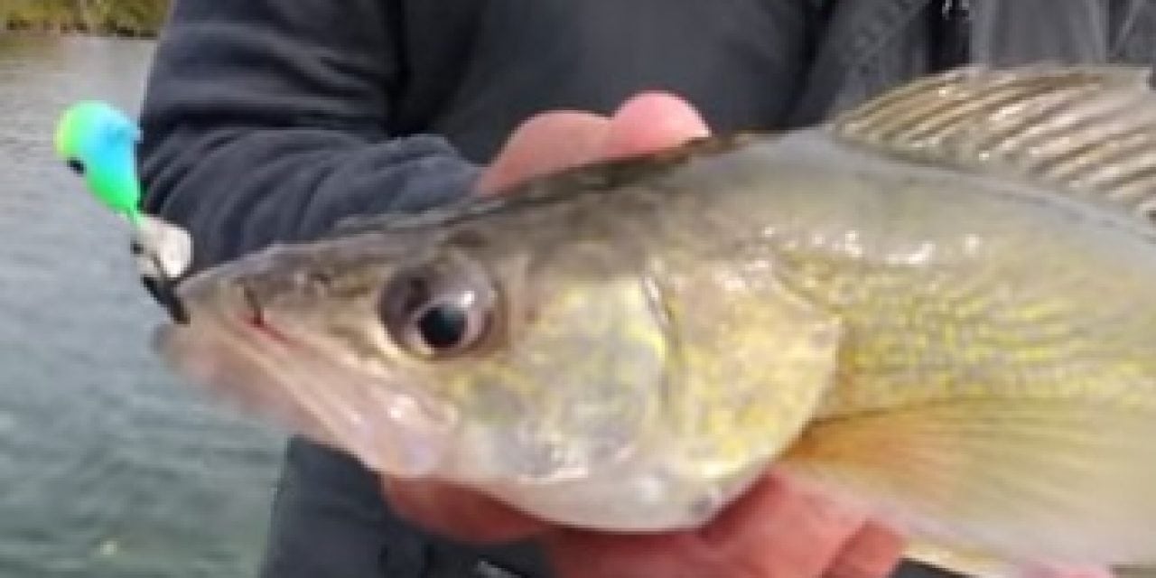 Fall Walleyes (Video Tip)