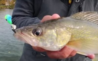 Fall Walleyes (Video Tip)