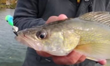 Fall Walleyes (Video Tip)