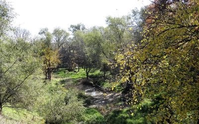 Get Out And Scout For Firearm Deer Hunting Season