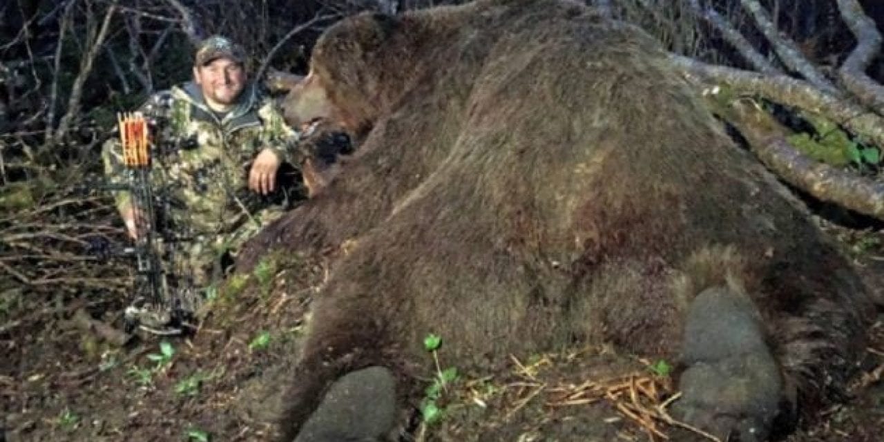 Giant Alaskan Brown Bear Breaks World Record