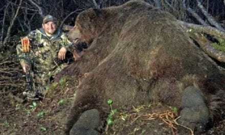 Giant Alaskan Brown Bear Breaks World Record