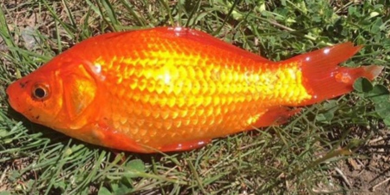 Goldfish Removal at Maple Lake Utah