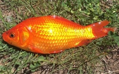 Goldfish Removal at Maple Lake Utah