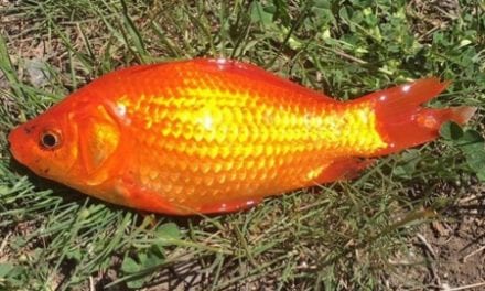 Goldfish Removal at Maple Lake Utah