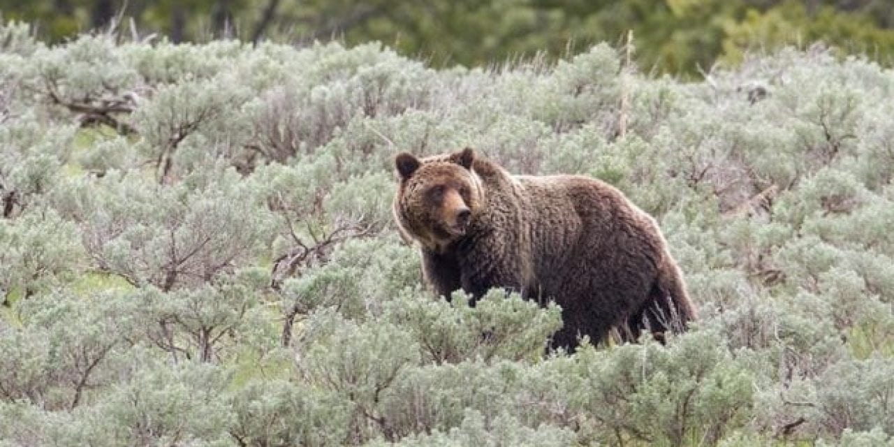 Grizzlies are Following Elk Hunters, Study Says