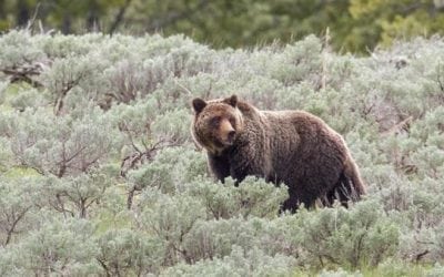 Grizzlies are Following Elk Hunters, Study Says