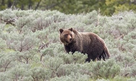 Grizzlies are Following Elk Hunters, Study Says