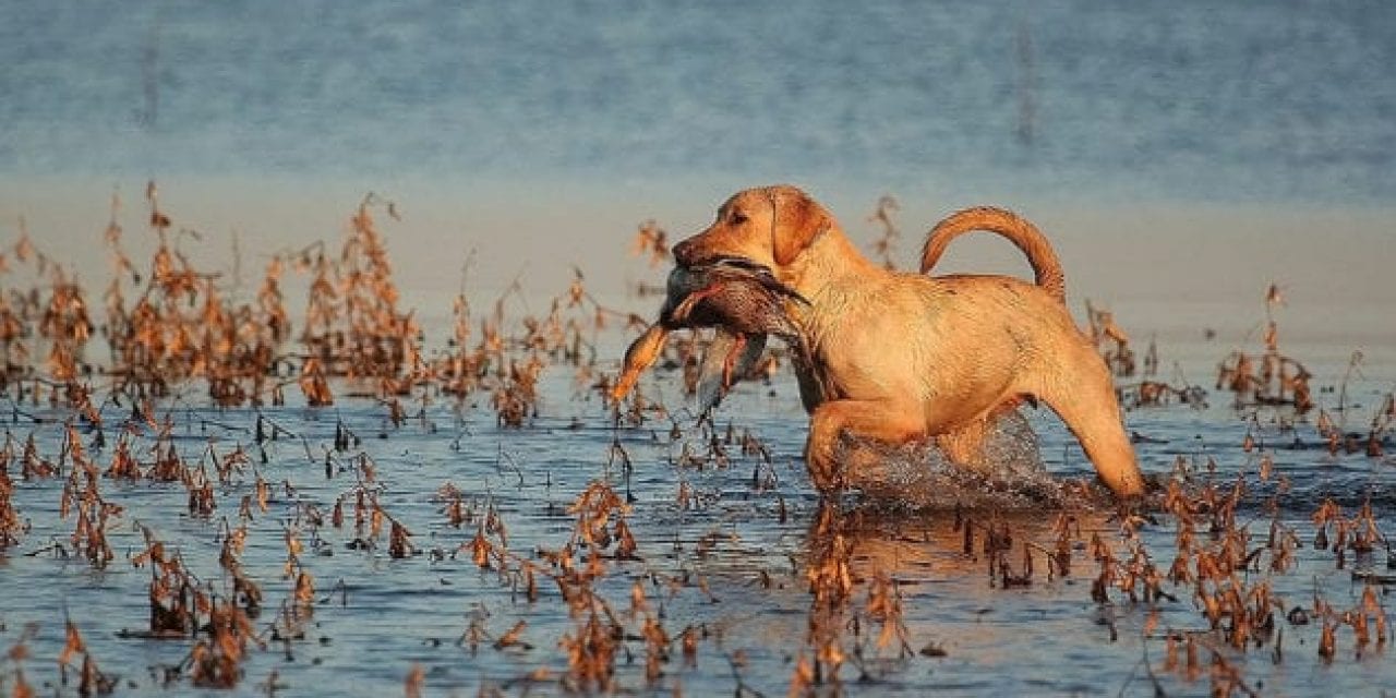 Gun Dog Hall of Fame: The Retrievers