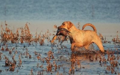 Gun Dog Hall of Fame: The Retrievers