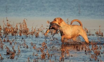 Gun Dog Hall of Fame: The Retrievers