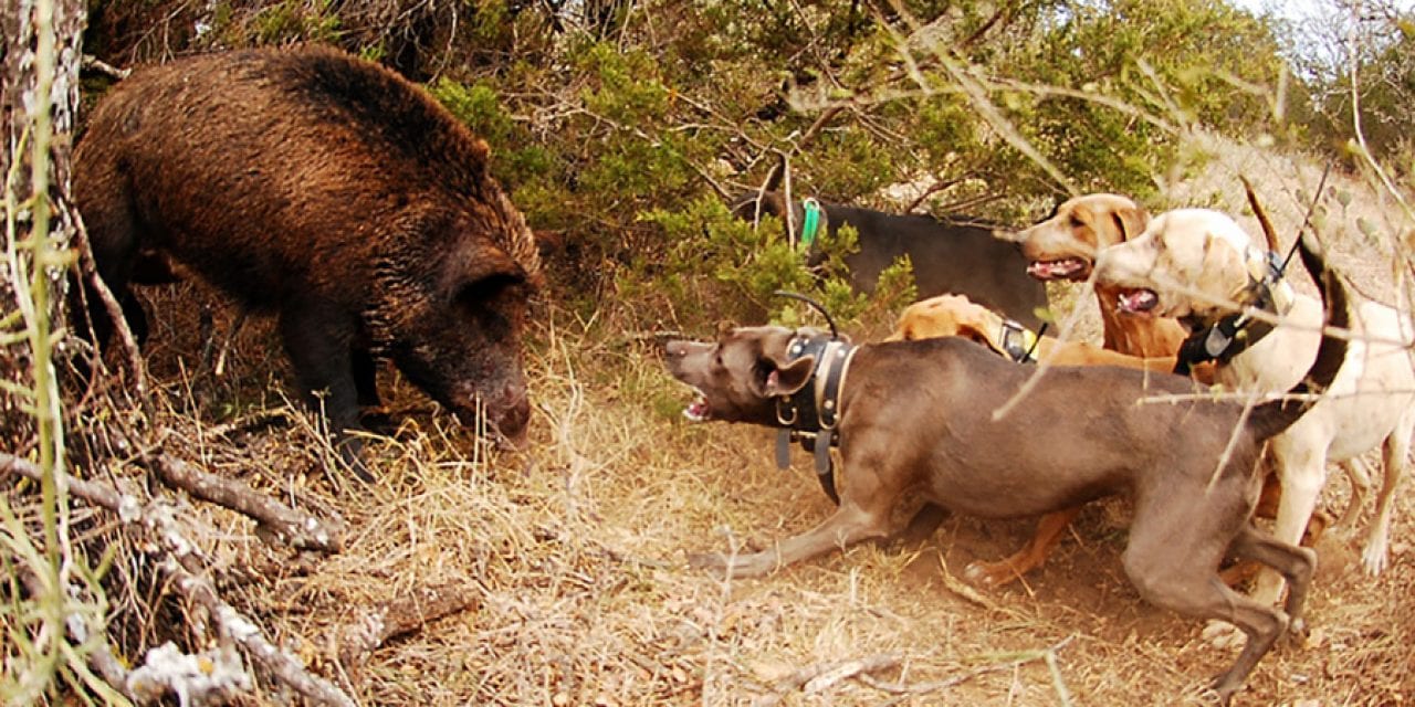 Hog Dogs: The Best Breeds for Hog Hunting