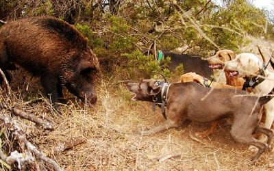 Hog Dogs: The Best Breeds for Hog Hunting