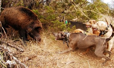 Hog Dogs: The Best Breeds for Hog Hunting