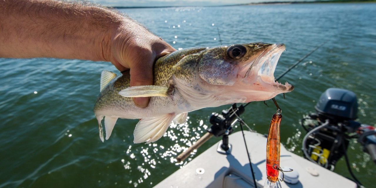 How to Raise Big Walleye