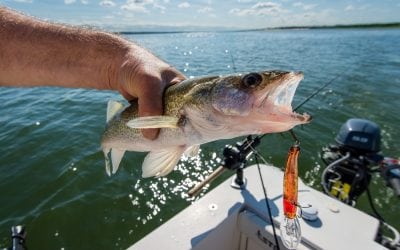 How to Raise Big Walleye