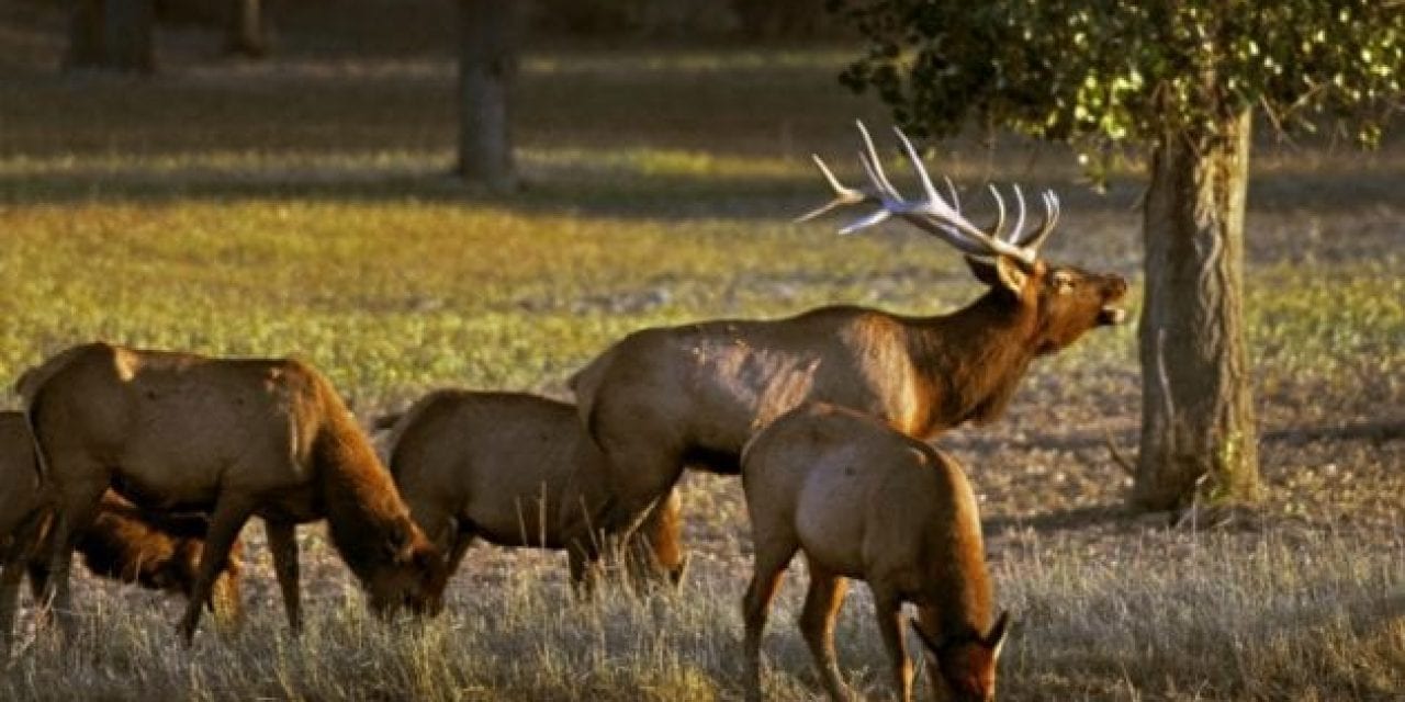 Lucky BowHunter Shoots Massive, Record Elk in Montana