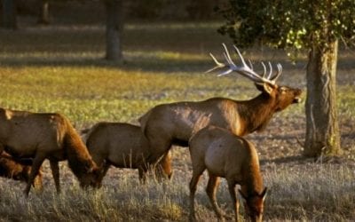 Lucky BowHunter Shoots Massive, Record Elk in Montana
