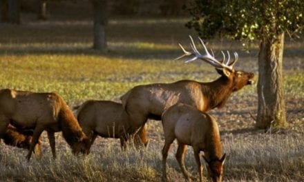 Lucky BowHunter Shoots Massive, Record Elk in Montana