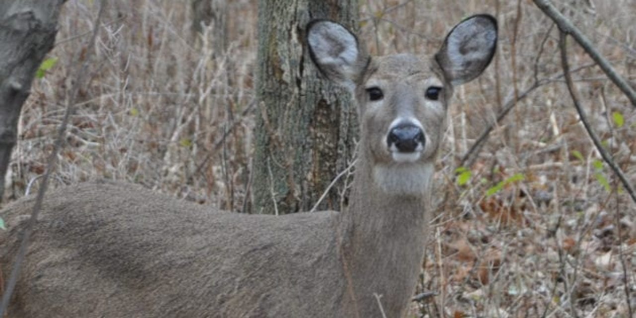 Michigan DNR Confirms First Case of CWD in Upper Peninsula