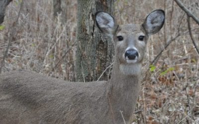 Michigan DNR Confirms First Case of CWD in Upper Peninsula