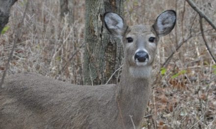 Michigan DNR Confirms First Case of CWD in Upper Peninsula