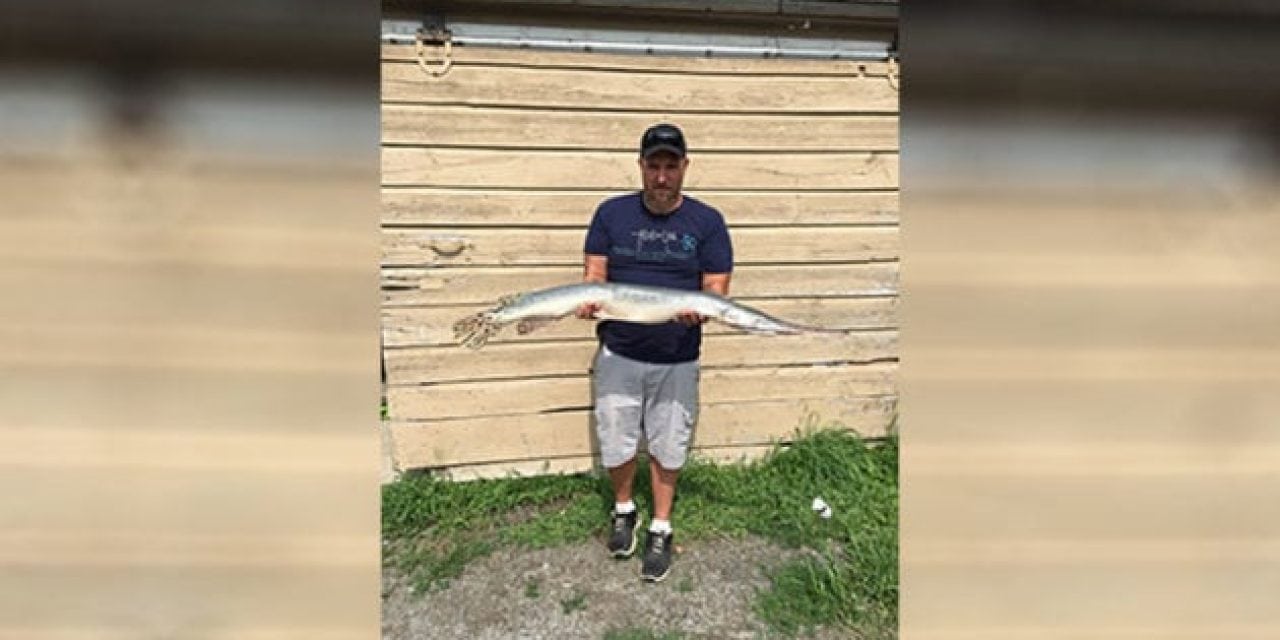 New York has a New Longnose Gar State Record