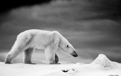 Photo Of The Day By Elissa Title