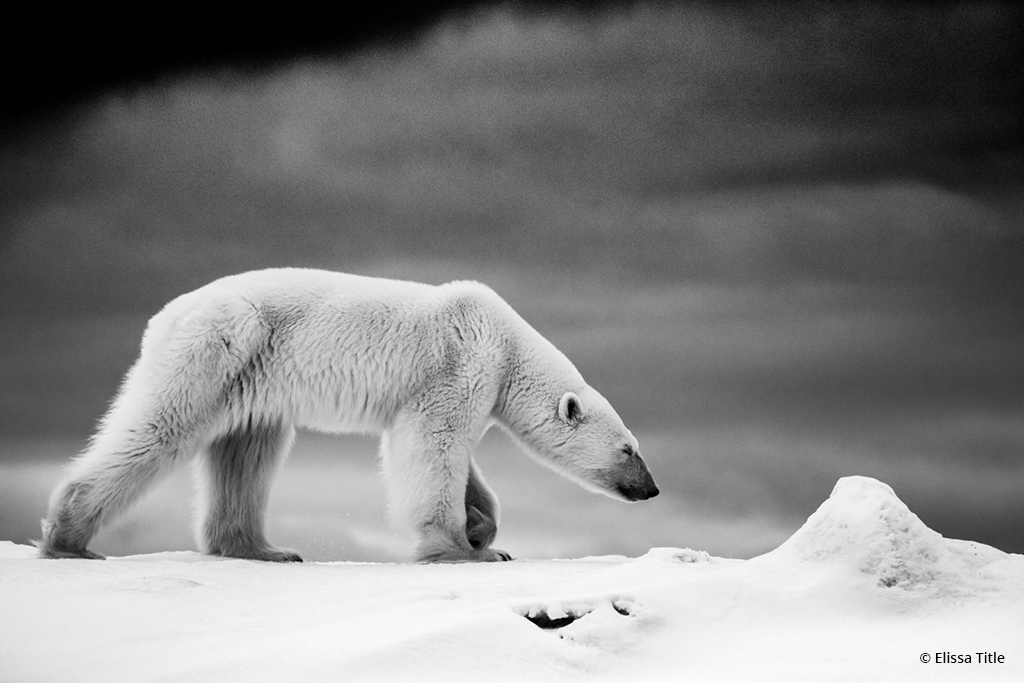 Покажи белую фотографию