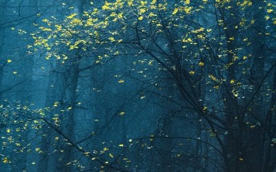 Photo Of The Day By Milen Mladenov