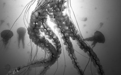 Photo Of The Day By Tyler Schiffman