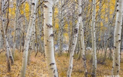 Processing Fall Color Photos In Lightroom Classic CC