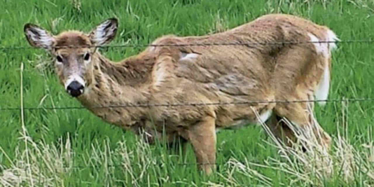 Proposal in Wisconsin Could Pay Hunters to Harvest CWD-Infected Deer