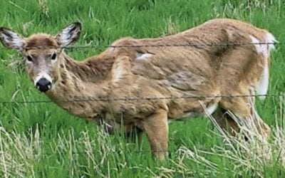 Proposal in Wisconsin Could Pay Hunters to Harvest CWD-Infected Deer